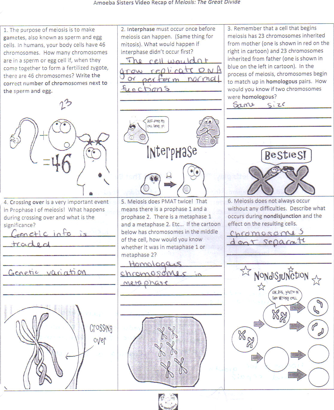 amoeba-sisters-introduction-to-cells-worksheet-answers